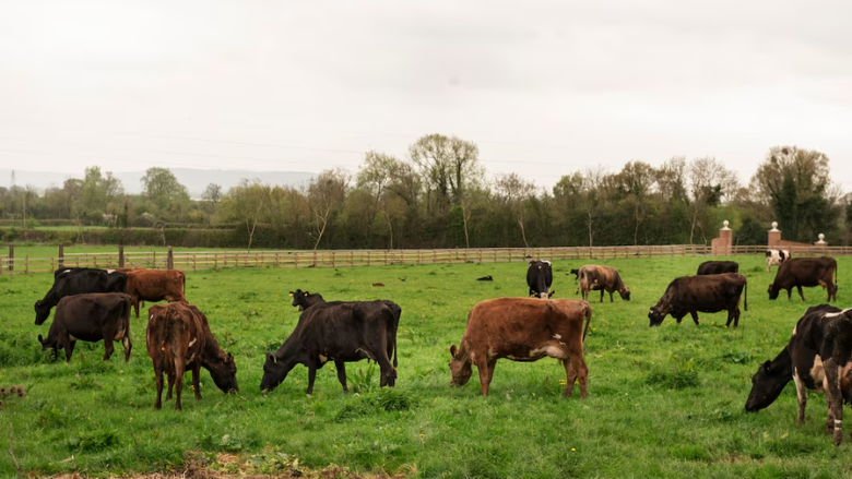 cows grazing