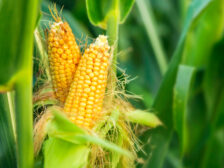 corn