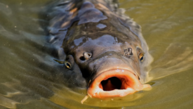 carp breaking surface of water mouth open