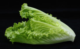 romaine lettuce