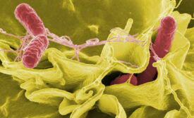 Salmonella bacteria