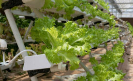 leafy greens hydroponics