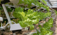 leafy greens hydroponics