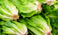 romaine lettuce