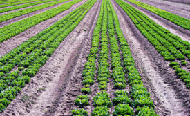 leafy greens outside