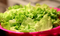 lettuce in bowl