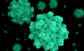 Norovirus