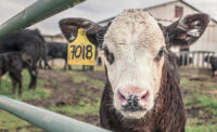 cattle with RFID tag