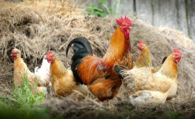 chickens in field