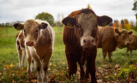 Cattle in field