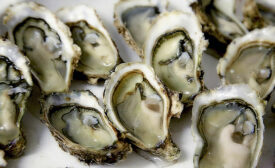 raw oysters