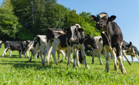 cows in field