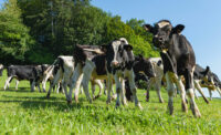 cows in field