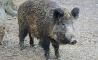 wild boar