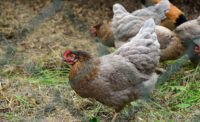 chickens in field