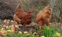 brown chickens, generic