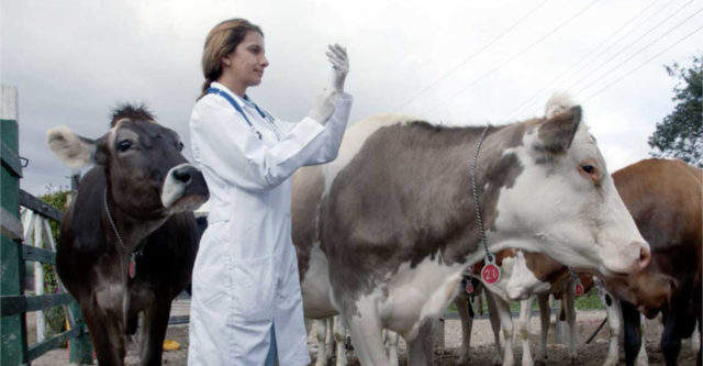 vet vaccinating cows