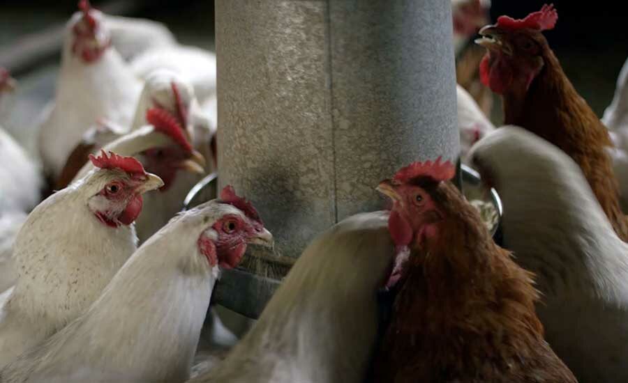 Improved Sampling and Testing are Foundational to Poultry Safety | Food ...