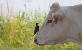 bull with bird sitting on top