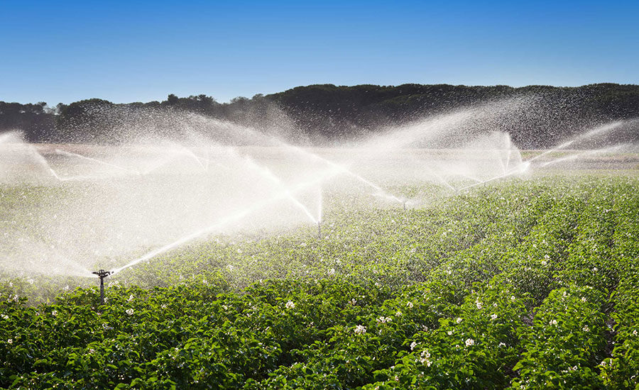 sprinklers watering crops