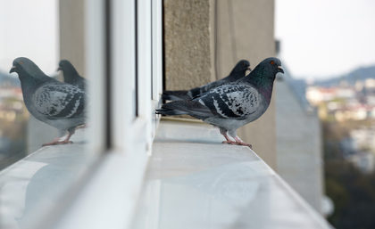 Pigeons are one of the most common pest birds at food processing facilities.