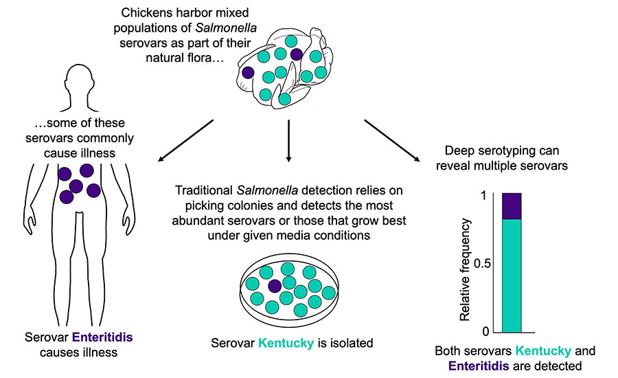 Selection of single colonies identifies the most abundant serovar(s) in a sample, which limits epidemiological efforts.