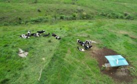 Small Dairy Farms