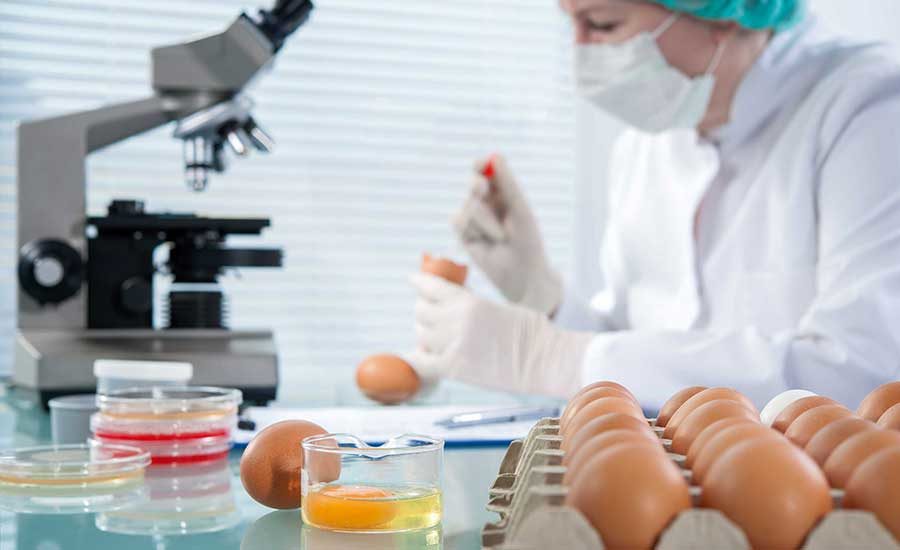 lab person analyzing eggs