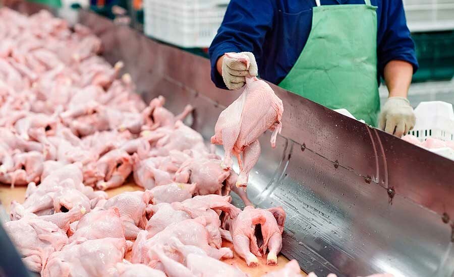 chicken processing plant