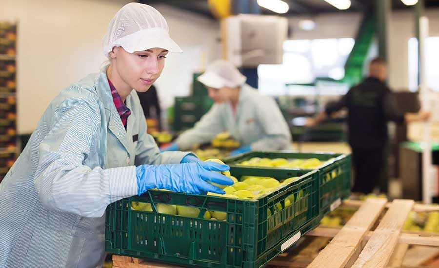 sorting fruits