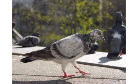 Effective control of birds and pests across the food chain