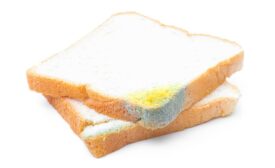 moldy bread