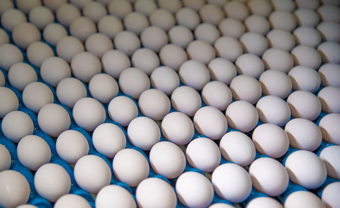 EGG WASHING - profit from the dirty eggs produced at your poultry farm