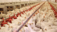 Chicken farming