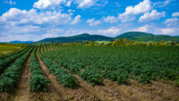 Maine potato farm