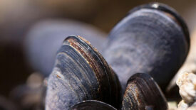 mussels