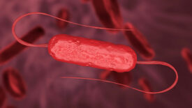 listeria monocytogenes