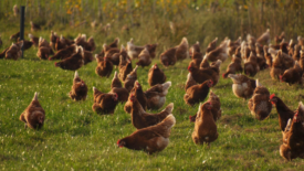 chickens in field