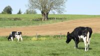 cows in pasture