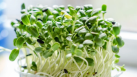 microgreens sprouts