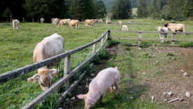 cow and pig in pasture