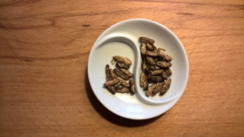 edible crickets