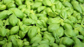 fresh basil