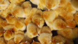 group of chicks