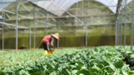 indoor lettuce farming