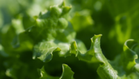 leafy greens close up