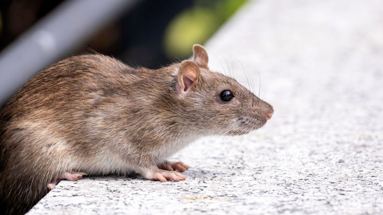Rodent Control: Keep Rats and Mice From Your Warehouse – Warehouse