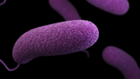 vibrio 3d rendering