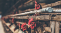 Chickens in the cage on chicken farm