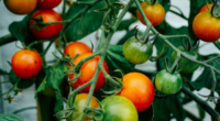 Tomatoes on the Vine